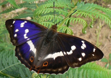 Purple Emperor - Butterflies Around the World